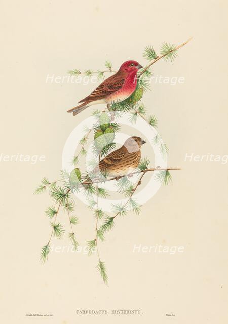 Carpodacus erythrinus (Common Rose Finch). Creators: John Gould, Henry Constantine Richter.