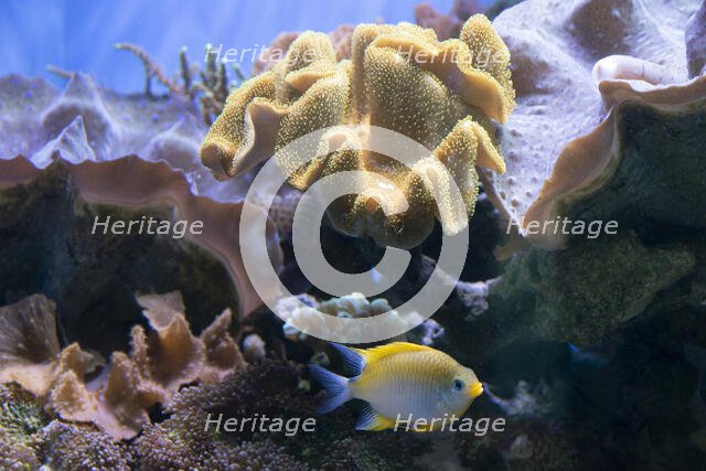 Monterey Bay Aquarium, Monterey, California, USA, 2022. Creator: Ethel Davies.