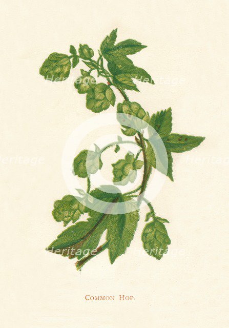 'Common Hop', c1891, (1891). Artist: Anne Pratt.