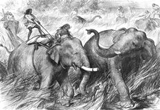 Tame Elephants hunting a Wild Elephant, from a sketch by one of our special artists in India,  1876. Creator: Unknown.