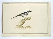 Motacilla aguimp (African pied wagtail), 1777-1786. Creator: Robert Jacob Gordon.