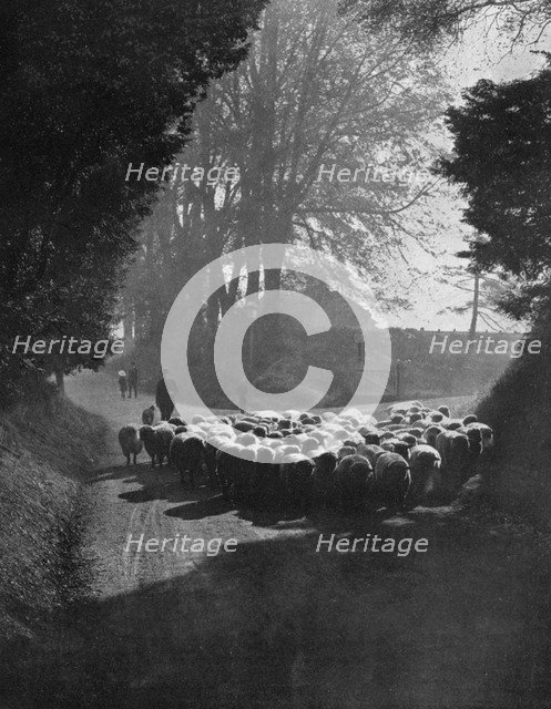 Sheep on the way to the Wilton Sheep Fair, Wilton, Wiltshire, 1924-1926. Artist: Charles E Brown
