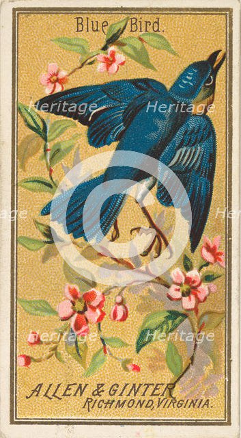 Blue Bird, from the Birds of America series (N4) for Allen & Ginter Cigarettes Brands, 1888. Creator: Allen & Ginter.