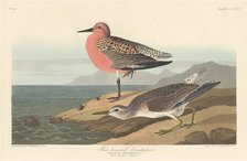 Red-breasted Sandpiper, 1836. Creator: Robert Havell.