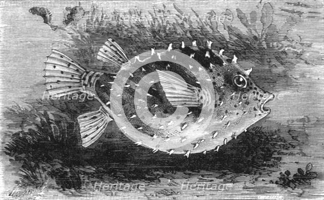 'The Pump-Fish of Florida; A Flying Visit to Florida', 1875. Creator: Thomas Mayne Reid.