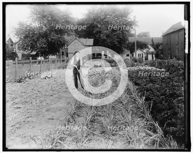 War Garden, between 1910 and 1920. Creator: Harris & Ewing.