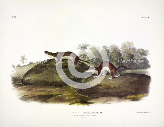 Little American Brown Weasel, Mustela Fusca, 1845.