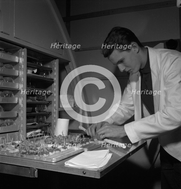 Preparing food, SAS cabin crew school, Bromma, Stockholm, Sweden, 1960. Artist: Torkel Lindeberg