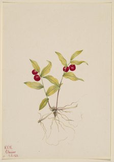 Kruhsea (Kruhsea streptopoides), 1922. Creator: Mary Vaux Walcott.