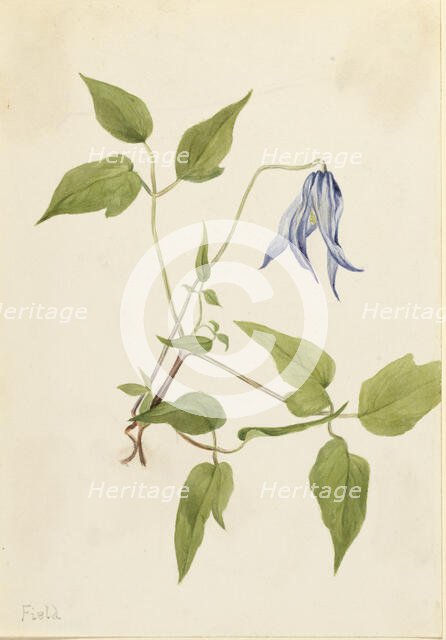 Columbia Clematis (Clematis columbiana), ca. 1900-1925. Creator: Mary Vaux Walcott.