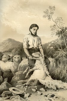 Sheep shearing, 1879. Artist: McFarlane and Erskine