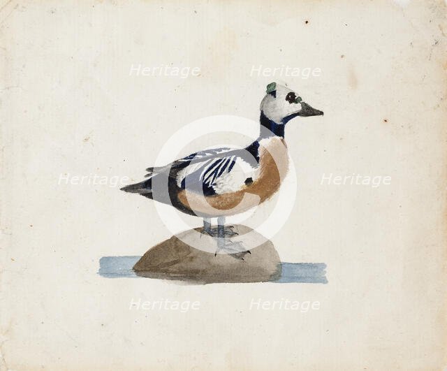 Steller's Eider, 1830-1831. Creator: Ferdinand von Wright.