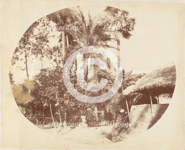 View in the Jungle, Bengal, 1850s. Creator: Captain R. B. Hill.
