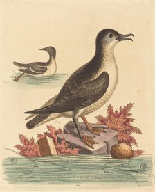 The Guillemot and the Puffin of the Isle of Man, 1762. Creator: George Edwards.