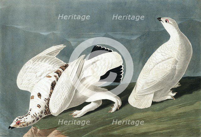 American Ptarmigan, Tetrao Mutus: White Tailed Grous, Tetrao Leucurus, 1845.