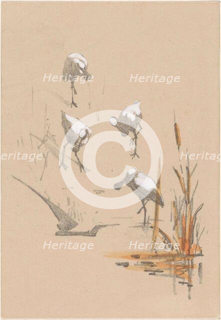 Greeting card with four spoonbills, c.1878-c.1917. Creator: Theo van Hoytema.
