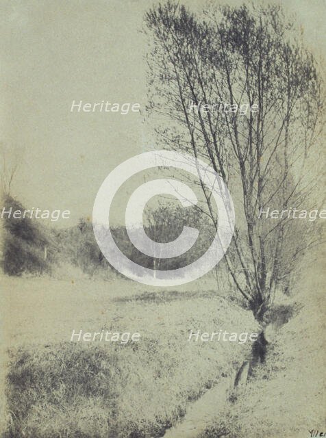 Willows, c1900. Creator: Frances S. Allen.