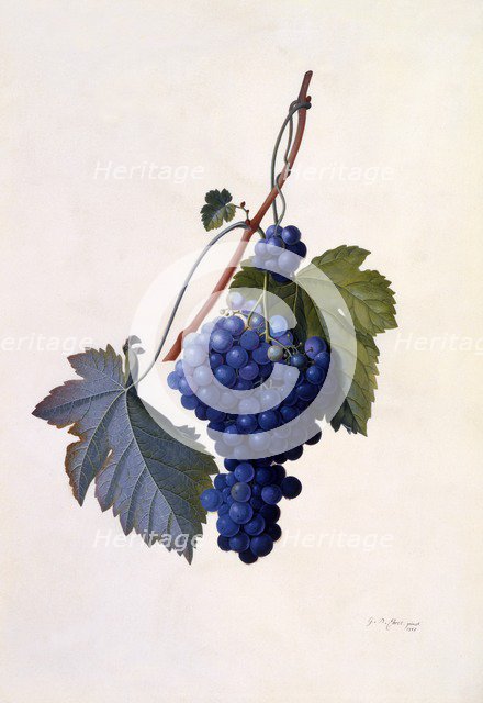 Grapes, c. 1747 (hand coloured engraving). Creator: "Georg Dionysius Ehret (1710 - 70); Ehret, Georg Dionysius (1710-1770)".