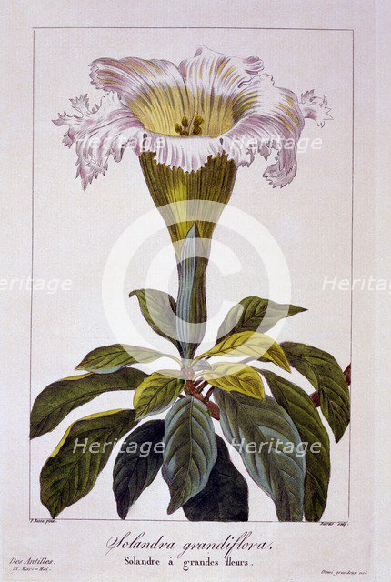 Chalice Vine, pub. 1836. Creator: Panacre Bessa (1772-1846).
