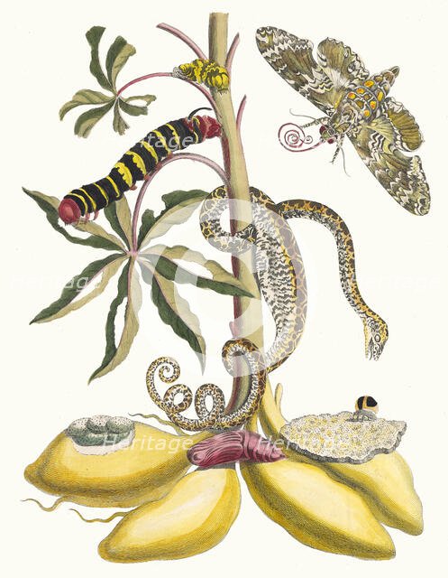 Cassave. From the Book Metamorphosis insectorum Surinamensium, 1705. Creator: Merian, Maria Sibylla (1647-1717).