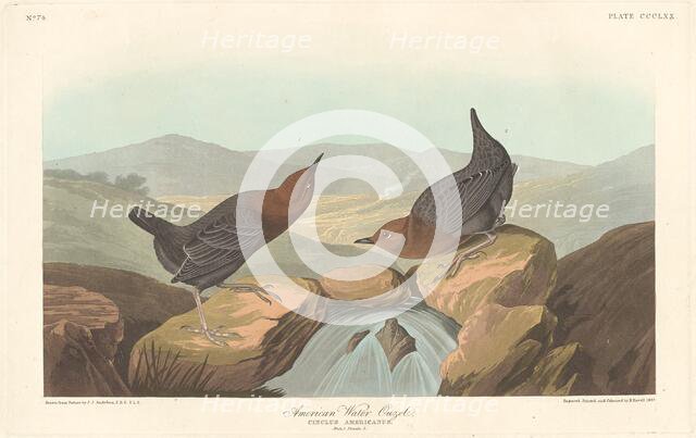 American Water Ouzel, 1837. Creator: Robert Havell.