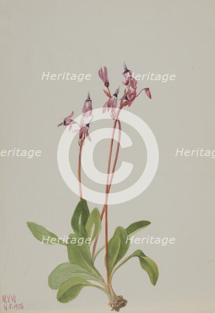 Shooting Star (Dodecatheon hendersonii), 1936. Creator: Mary Vaux Walcott.