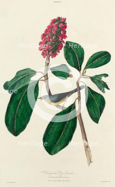 Bonaparte Fly Catcher, 1827. Creator: William Home Lizars.