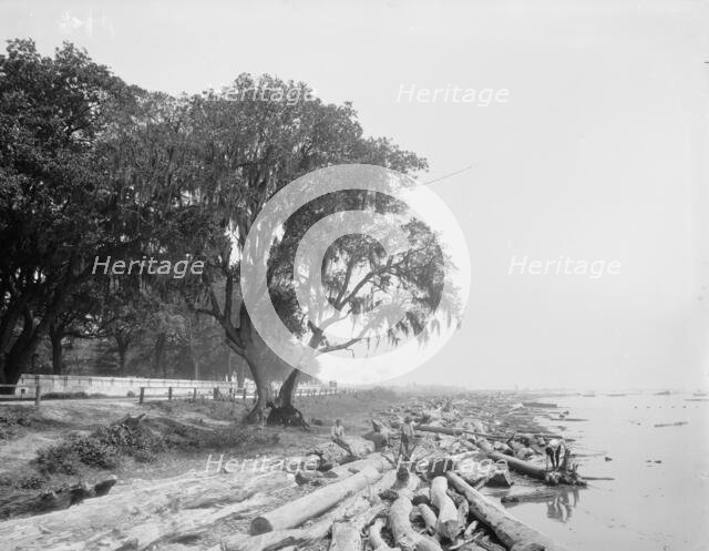 Shore at Frascati, Mobile, Ala., The, (ca 1900?). Creator: Unknown.