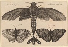 Moth and Three Butterflies, 1646. Creator: Wenceslaus Hollar.