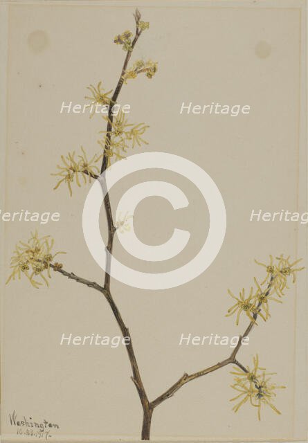Witch-Hazel (Hamamelis virginiana), 1917. Creator: Mary Vaux Walcott.