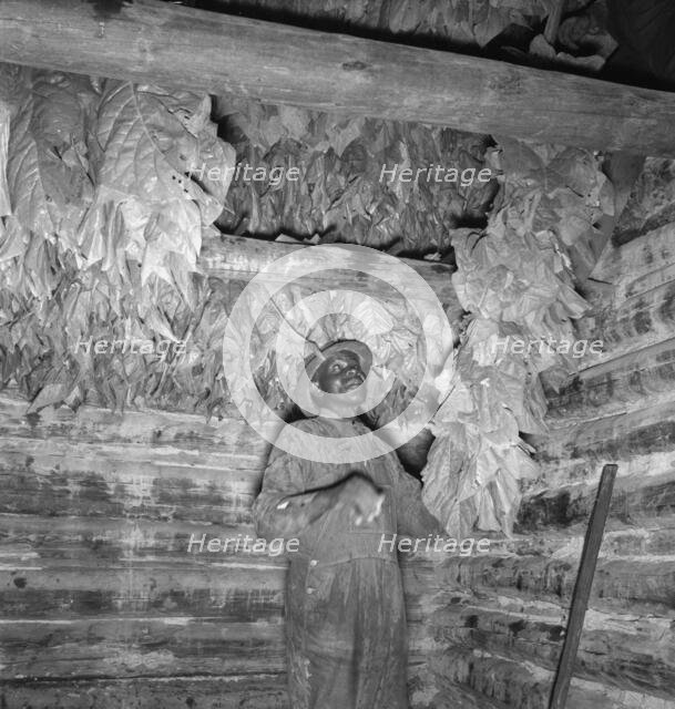 Possibly: Son of sharecropper...hanging up strung tobacco..., Shoofly, North Carolina, 1939. Creator: Dorothea Lange.