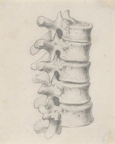 The vertebrae of the loins, relating to Cheselden's `Osteographia', by 1733. Creator: Gerard Vandergucht.