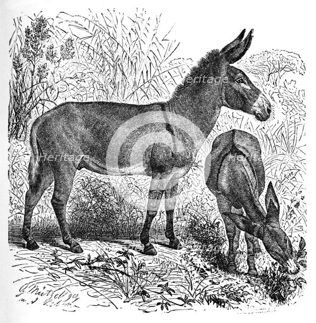 'African Wild Ass', c1900. Artist: Helena J. Maguire.
