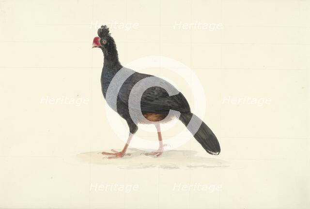 Black walking bird with short thick red beak, 1763-1824. Creator: Circle of François Le Vaillant.