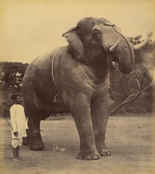 The Great Elephant, 1885-1900. Creator: Lala Deen Dayal.