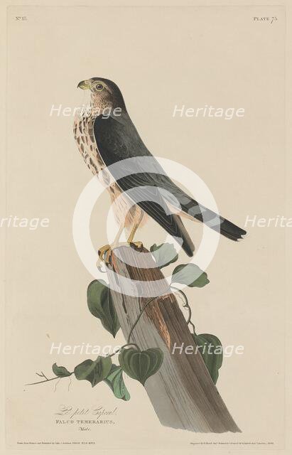 Le Petit Caporal, 1829. Creator: Robert Havell.