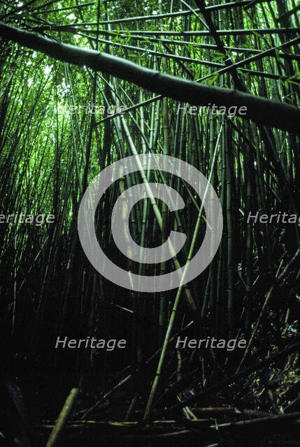 Bamboo Forest. Creator: Robert Manno.