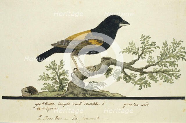 Euplectes capensis (Yellow bishop), 1777-1786. Creator: Robert Jacob Gordon.