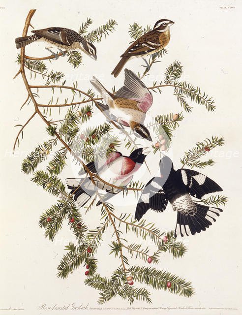 The rose-breasted grosbeak. From "The Birds of America", 1827-1838. Creator: Audubon, John James (1785-1851).