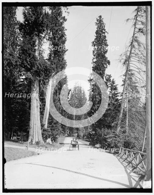Driveway in Stanley Park, Vancouver, B.C., (1902?). Creator: Unknown.