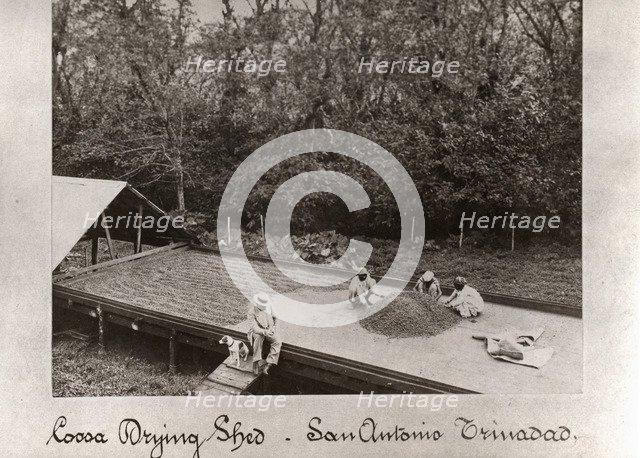 Men spreading out cocoa beans in Cocoa Drying Sheds, Trinidad, San Antonio, 1897. Artist: Unknown