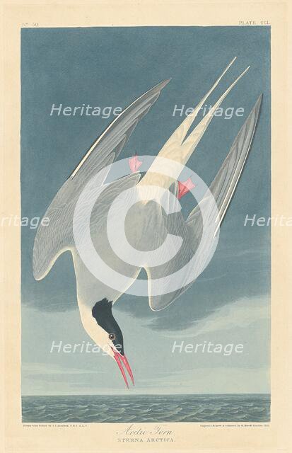 Arctic Tern, 1835. Creator: Robert Havell.