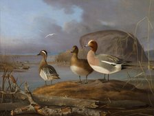 Pair of Wigeons and a Male Teal, 1852. Creator: Magnus von Wright.