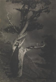 The Dying Cedar, 1908. Creator: Brigman, Anne W. (1869-1950).