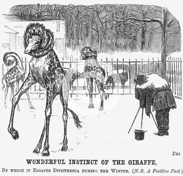 'Wonderful Instinct of The Giraffe', 1865. Creator: George du Maurier.