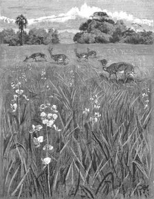 ''Nyasa - Land awaits Inhabitants; Antelopes and Orchids', 1890. Creator: Unknown.