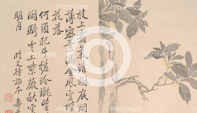 Cassia Tree. Creator: Unknown.