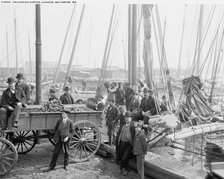 Unloading oyster luggers, Baltimore, Md., (1905?). Creator: Unknown.