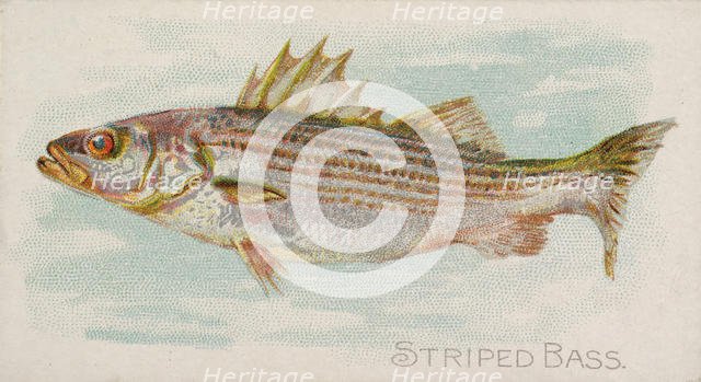 Striped Bass, from the Fish from American Waters series (N8) for Allen & Ginter Cigarettes..., 1889. Creator: Allen & Ginter.