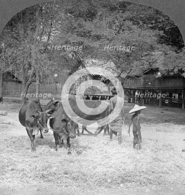 Threshing rice, Amarapura, Burma, 1908. Artist: Stereo Travel Co